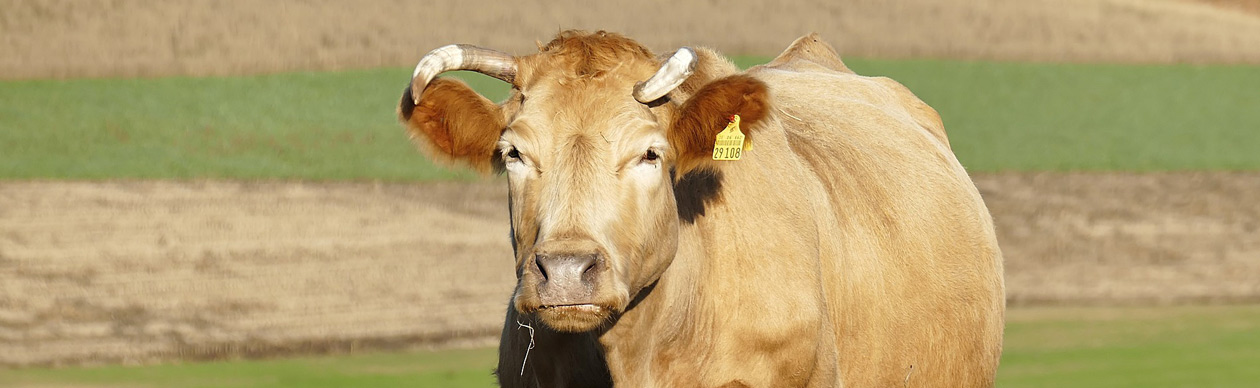 vlhf - Verband der Landwirte mit handwerklicher Fleischverarbeitung