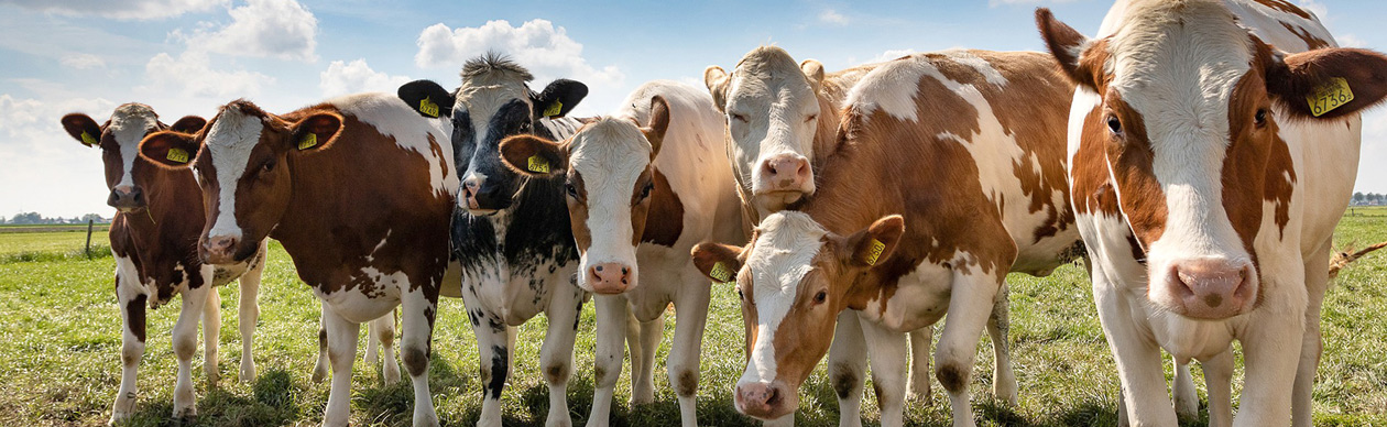 vlhf - Verband der Landwirte mit handwerklicher Fleischverarbeitung