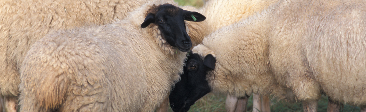 vlhf - Verband der Landwirte mit handwerklicher Fleischverarbeitung
