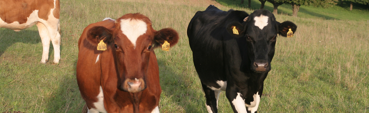 vlhf - Verband der Landwirte mit handwerklicher Fleischverarbeitung