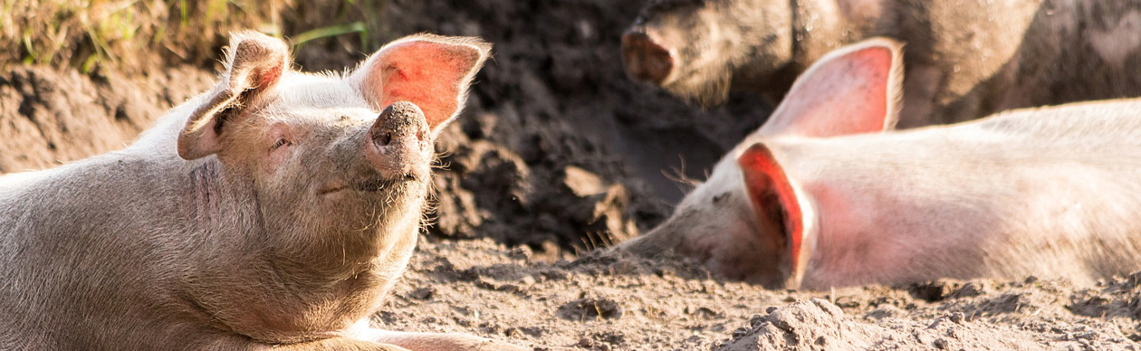 vlhf - Verband der Landwirte mit handwerklicher Fleischverarbeitung